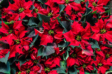 Garden with red poinsettia flowers
