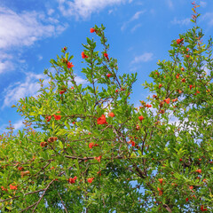 Branches of pomegranate tree ( Punica granatum ) with green leaves and bright red flowers against blue sky on sunny spring day