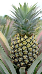 Close up pineapple fruit in organic farm, gardening concept.