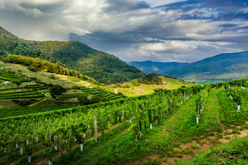 Summer in vineyards. Wachau valley. Austria.