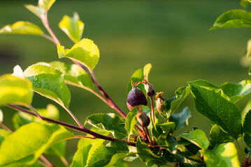 Small peaches ripening on tree branch. Close up view of peaches grow on peach tree branch with leaves under sunlight.