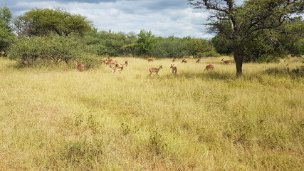 Fototapeta na wymiar impala in the wild