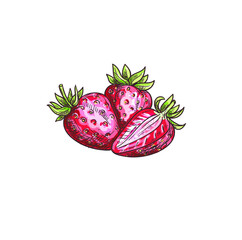 bright beautiful cartoon illustration of berry isolated on white background