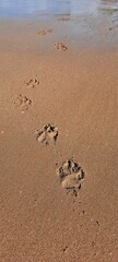 footprints of dog on the beach