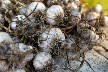 close up of garlic 