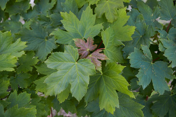 Acer pseudoplatanus