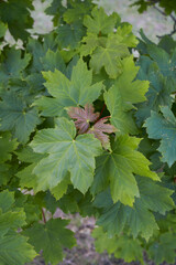 Acer pseudoplatanus