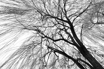 Baum in Schwarzweiss