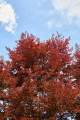 Fagus sylvatica purpurea