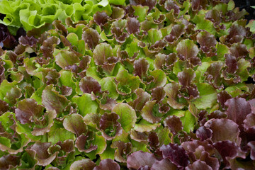 Lactuca sativa 