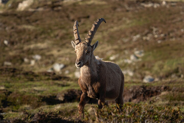 Alpine ibex moving in the Switzerland Alps. Ibex male in the mountains. European wildlife during spring time. 