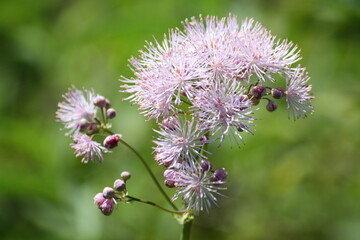Close-up of Columbine meadow-rue or French meadow-rue (Thalictrum aquilegiifolium) against a natural green bokeh background