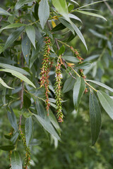 Salix alba 