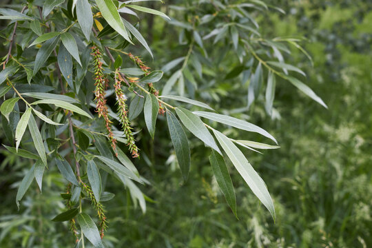 Salix alba 