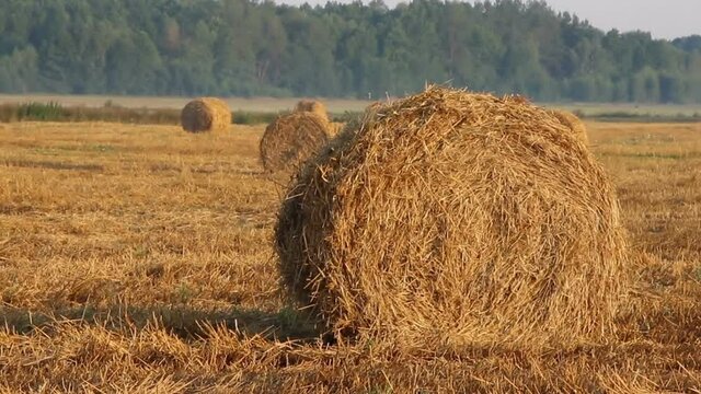 Summer field with rolls of hay on sunrise, countryside