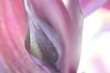 close up of pink tulip or another plant