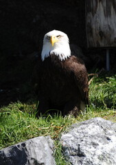 Weißkopfseeadler, Tierporträt