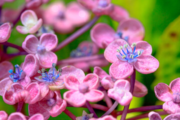 アジサイ（ポップコーン）金山アジサイ園　福岡県糸田町　Hydrangea(popcorn)　Kanayama Hydrangea garden Fukuoka-ken Itoda town