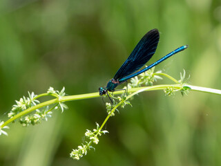 Blaufl&uuml;gel Prachtlibelle (Calopteryx virgo) sitzend