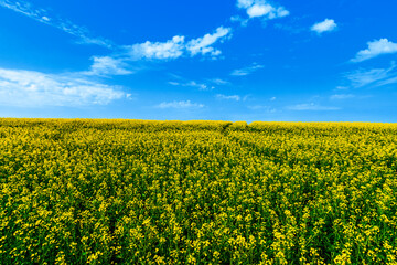 Rapeseed, canola or colza field. Field of rapeseed with beautiful cloud sky - plant for green energy