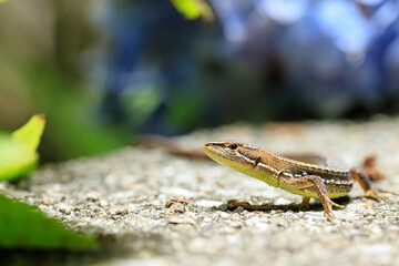 ニホンカナヘビ　Japanese grass lizard