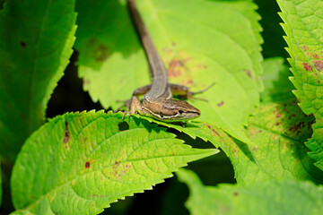 ニホンカナヘビ　Japanese grass lizard