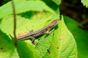 ニホンカナヘビ　Japanese grass lizard
