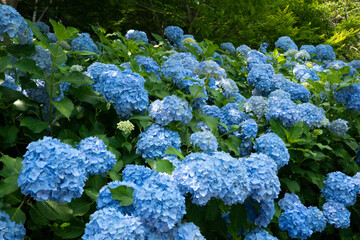 青色の紫陽花