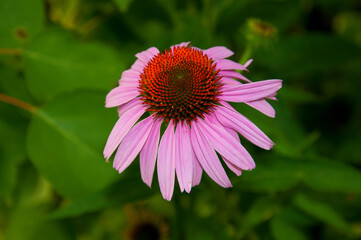 Fototapeta premium Flower of echinacea purpurea close up