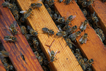 Frames with bees in open beehive close up