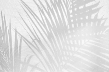 Light and shadow leaves,palm leaf on grunge white wall concrete background.Silhouette abstract tropical leaf natural pattern for wallpaper, spring ,summer texture.Black and white  soft image backdrop.