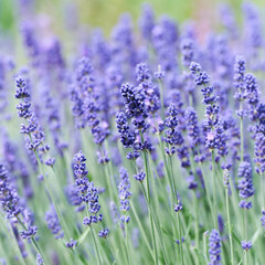 Selective focus on lavender flower. Plant background. Close up. 