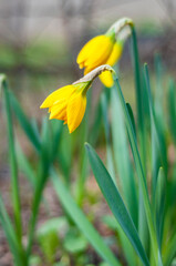 unopened daffodil