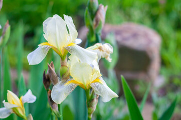 white and blue iris