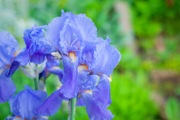 blue iris flower