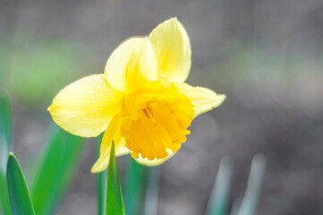 daffodils in spring