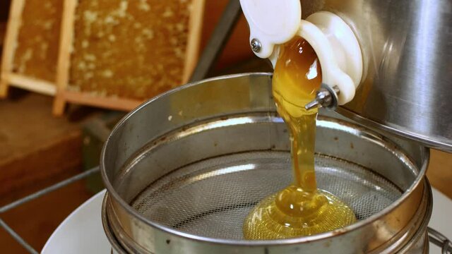 Honey extraction. The beekeeper opens the honey extractor valve and the honey flows from the extractor onto a filter sieve placed on a white bucket.