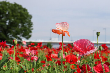 ポピー 赤い ピンク かわいい 綺麗 鮮やか 木 高速道路 橋 美しい 綺麗 花畑 草花