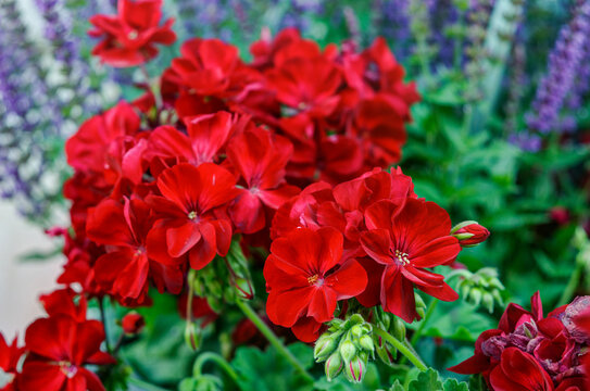 Pelargonium Calliope red