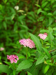 初夏の公園に咲く下野の花
