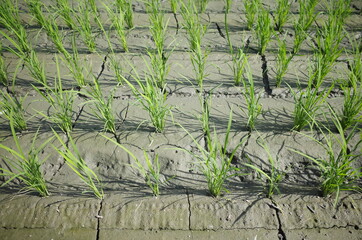 干上がった土壌の作物