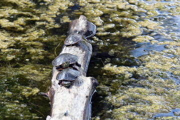 River Turtles resting on a floating log
