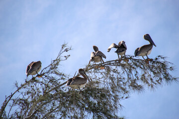 birds on a tree sea birds sky long beak