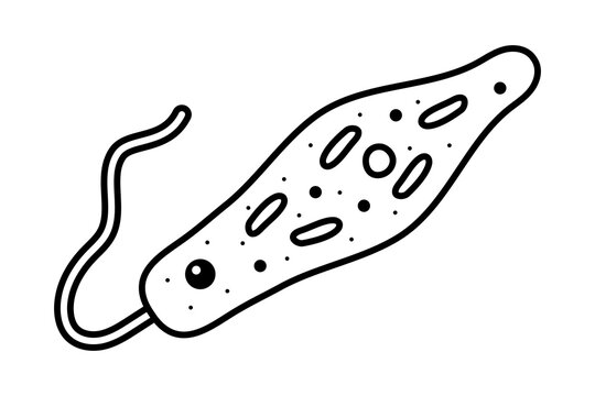ミドリムシ