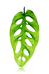 monstera adansonii in pots