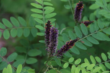 beautiful plant Deciduous shrub amorpha