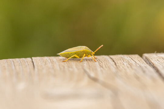 Close-up of a green shield bug
