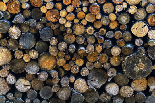 Annual rings on a sawn tree. Stacked logs Close-up. Background with saw cut texture.