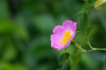 wild rose (Rosa canina). Petals and rosehips are edible and are used in natural medicine