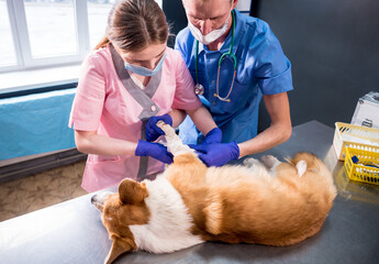 Veterinarian team bandages the paw of a sick Corgi dog